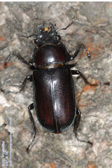 Prismognathus dauricus