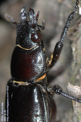 Prismognathus dauricus