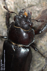 Prismognathus dauricus