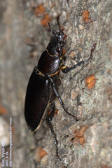 Prismognathus dauricus