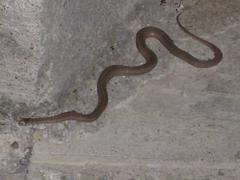 Storeria hidalgoensis