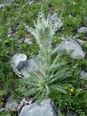 Cirsium hookerianum