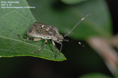 Eurystylus coelestialium