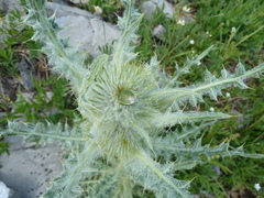Cirsium hookerianum
