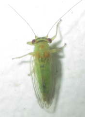 Platycorypha nigrivirga