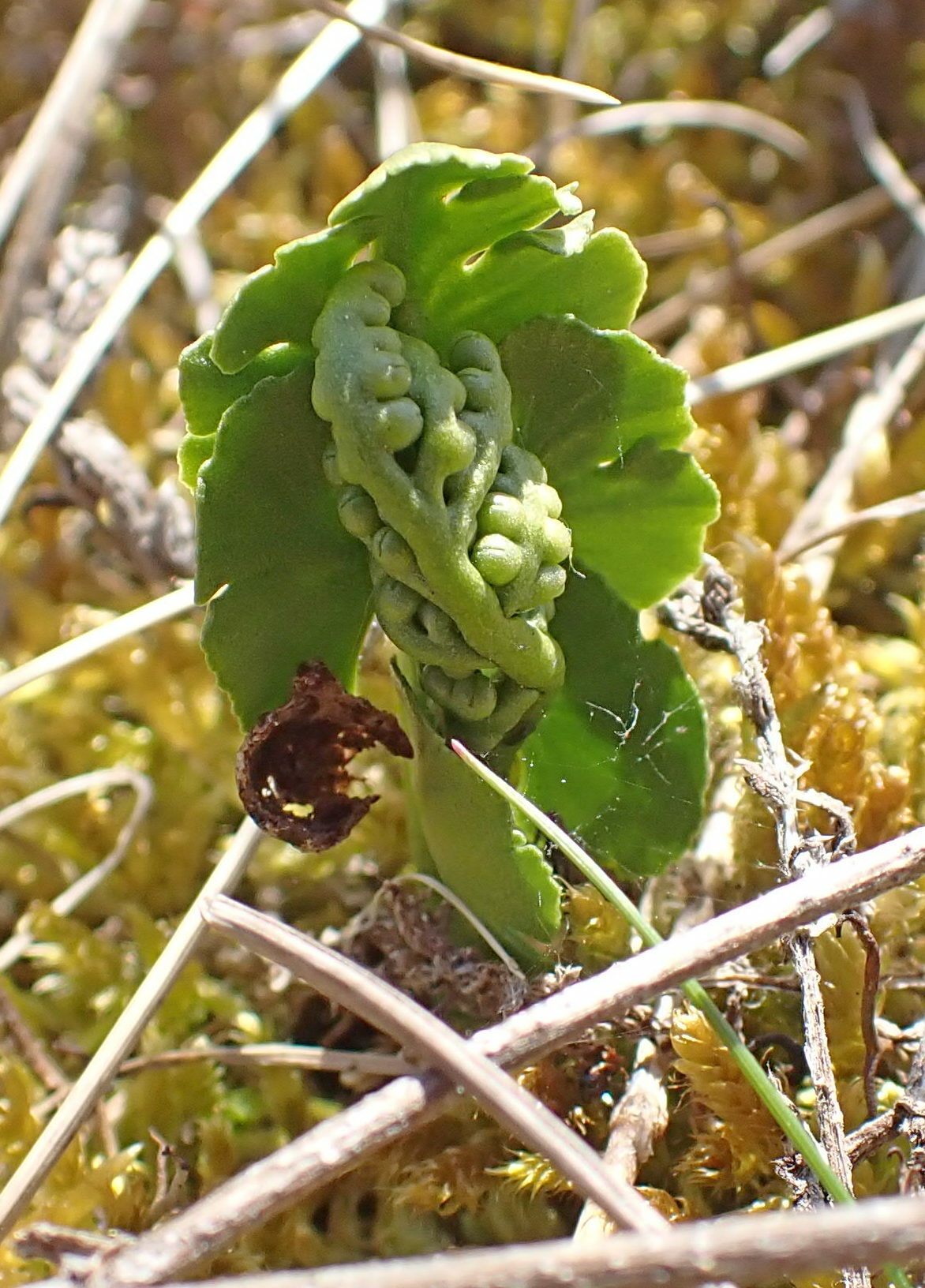 Botrychium Lunaria (L.) Sw.