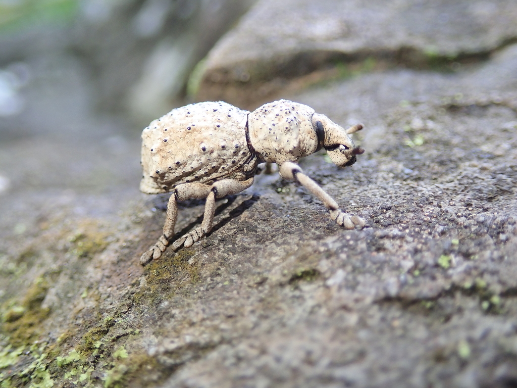 Brachyceropseini