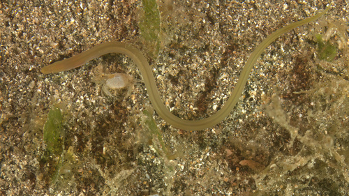 Narrow worm eel (Scolecenchelys macroptera) — Ophichthidae — 4