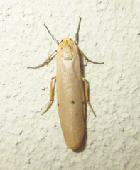 Zobida similipuncta