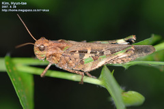 Oedaleus infernalis