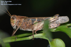 Oedaleus infernalis