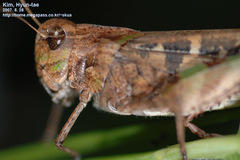 Oedaleus infernalis