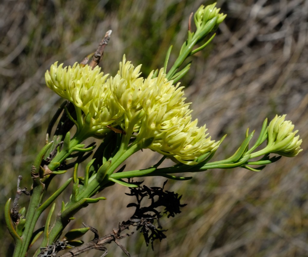 Thesium umbelliferum