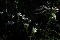 Osmitopsis parvifolia