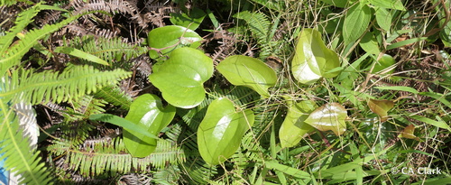 Smilax melastomifolia observed 2018-09-24
