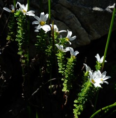 Osmitopsis parvifolia