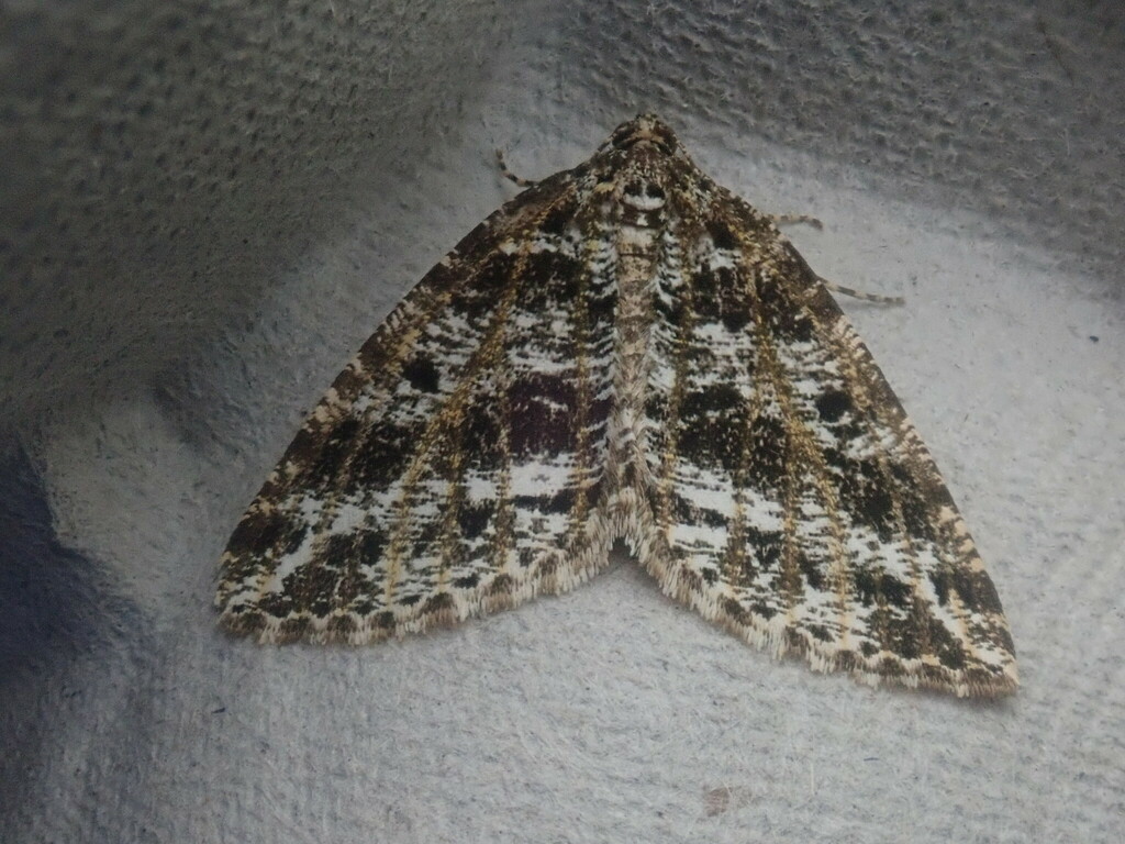 Marbled Wave Moth