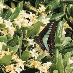 Graphium sarpedon nipponum