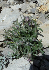 Silene uralensis attenuata