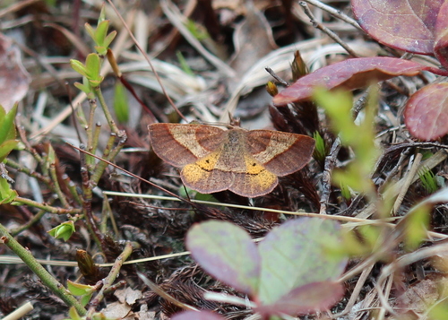 Yellow-washed Metarranthis Moth photo 3