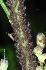 Uroleucon formosanum