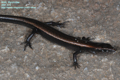 Scincella huanrenensis