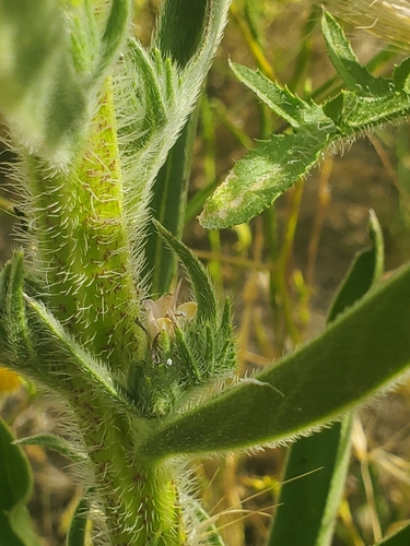 Image of Echium glomeratum by (c) Mitch Van Dyke, some rights reserved (CC BY)