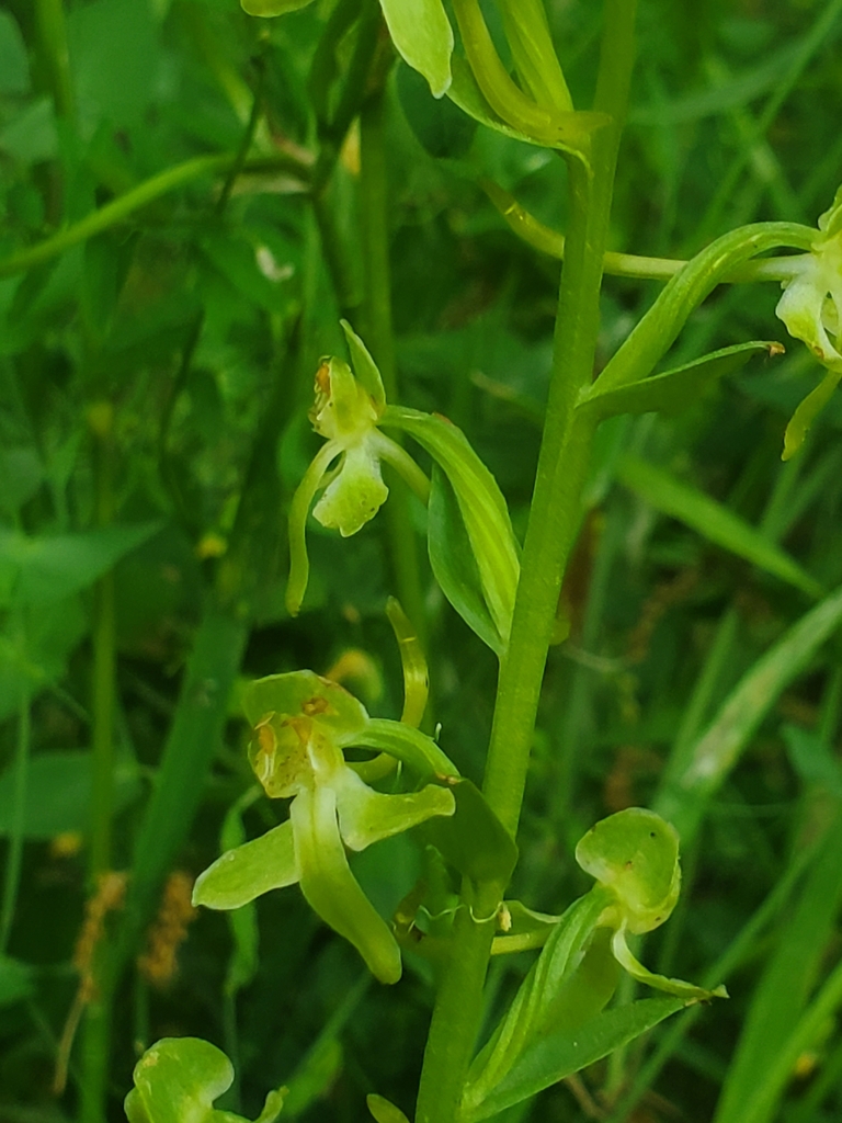 Platanthera holmboei