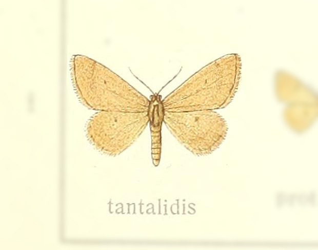 Brachyglossina tantalidis