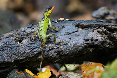 Red-Lipped Horned Tree Lizard photo 3