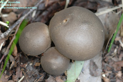 Astraeaceae