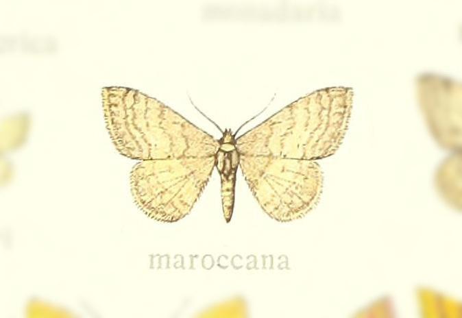 Brachyglossina maroccana