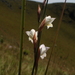 Gladiolus ferrugineus - Photo (c) Delia Oosthuizen, algunos derechos reservados (CC BY-NC), subido por Delia Oosthuizen