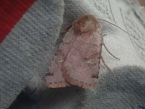 Fish's Dart photo 2