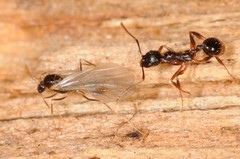 Aphaenogaster picea