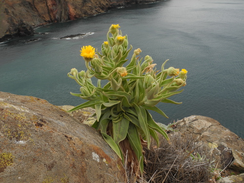 Andryala glandulosa
