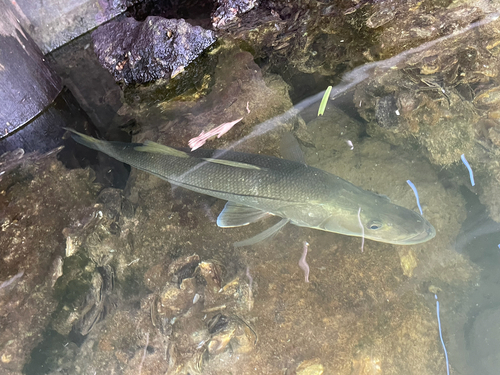 Common snook (Centropomus undecimalis) — Centropomidae — 5