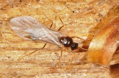Aphaenogaster picea