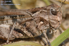 Oedaleus infernalis