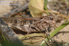 Oedaleus infernalis
