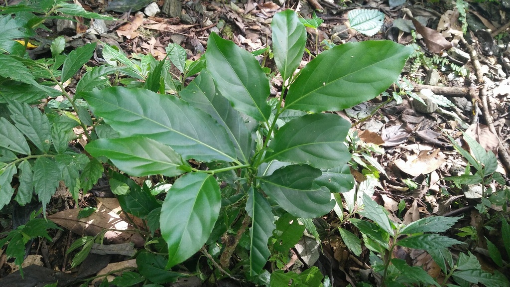 Casearia membranacea