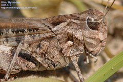 Oedaleus infernalis