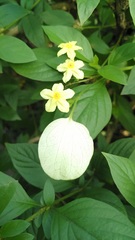 Pseudomussaenda flava