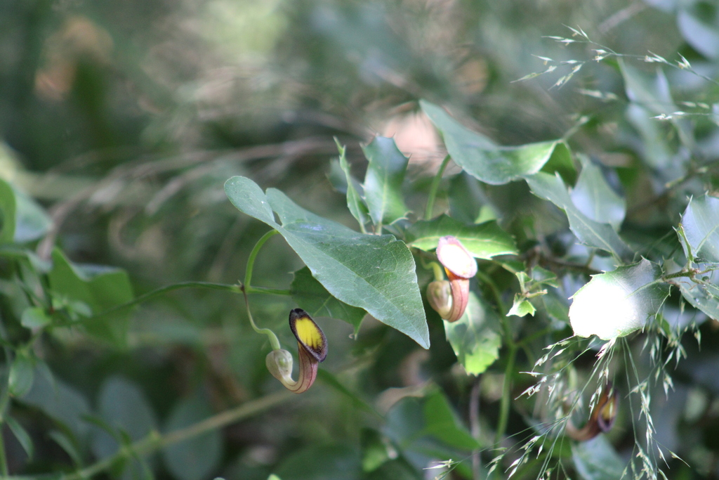 Aristolochia sempervirens; photograph yelena_antipova, CC BY, iNaturalist via GBIF