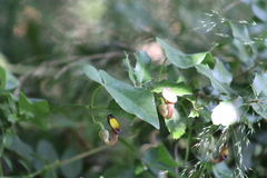 Aristolochia sempervirens