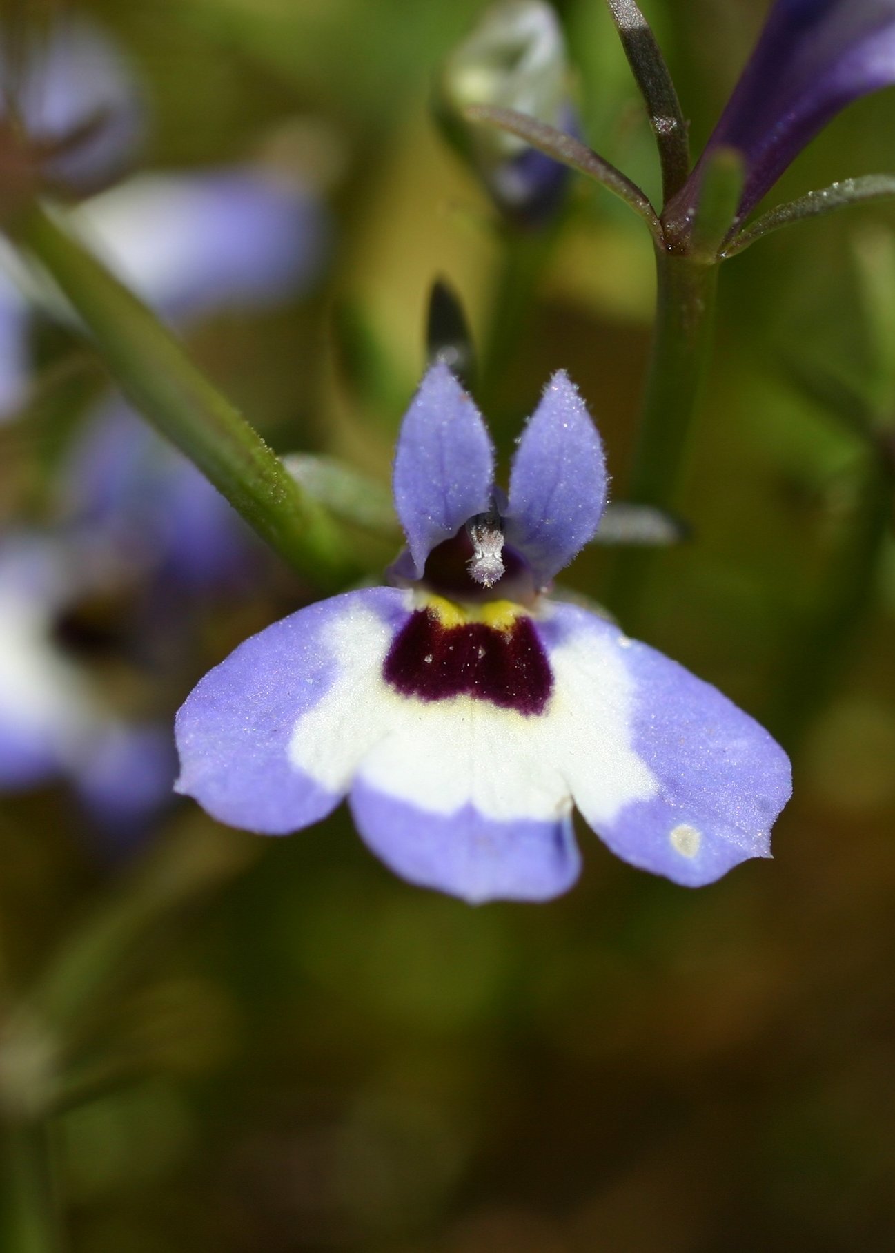 Downingia concolor