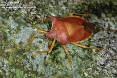 Pentatoma semiannulata