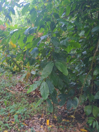 Foto de Café