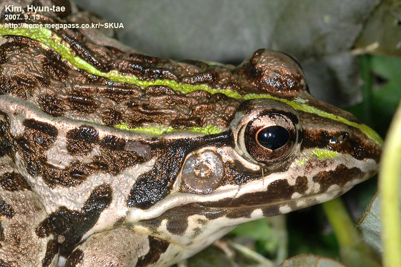 Black-spotted Frog in September 2007 by Kim, Hyun-tae · iNaturalist