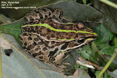 Black-Spotted Pond Frog photo 2